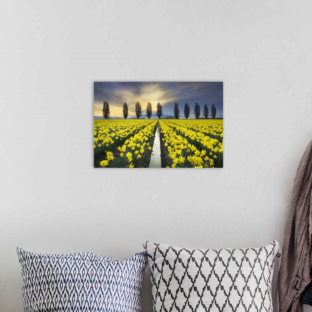 A bohemian room featuring Fields of yellow daffodils in late March, Skagit Valley, Washington State