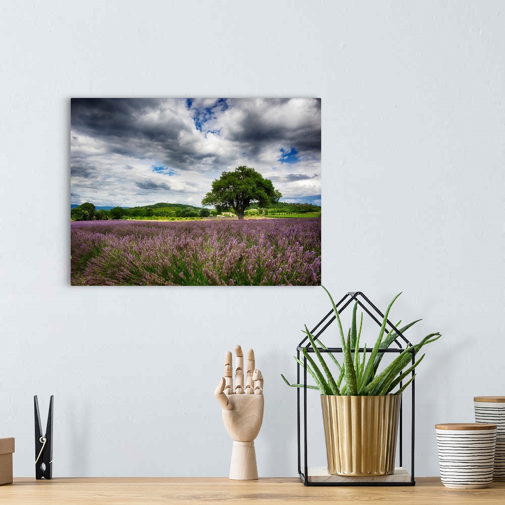 A bohemian room featuring France, Provence, Lone Tree in Lavender Field.