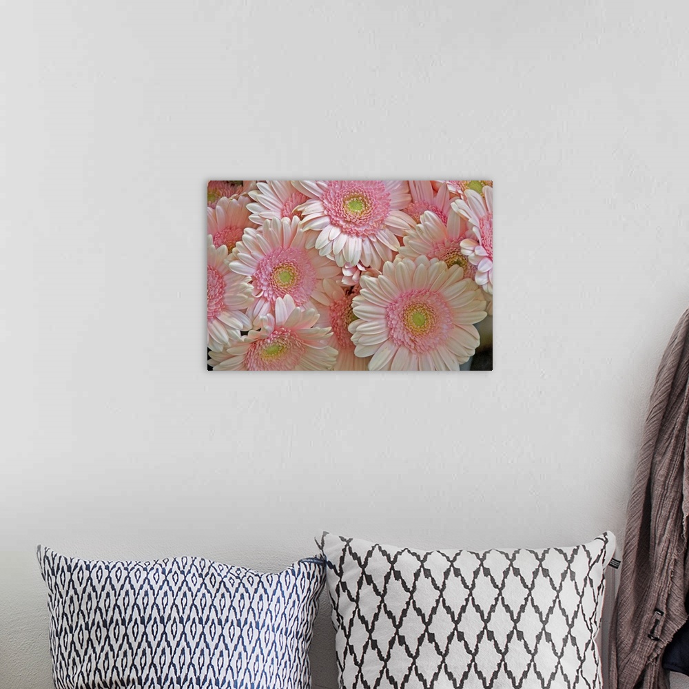 A bohemian room featuring Full frame of pink gerbera daisies at the Bloemenmarket