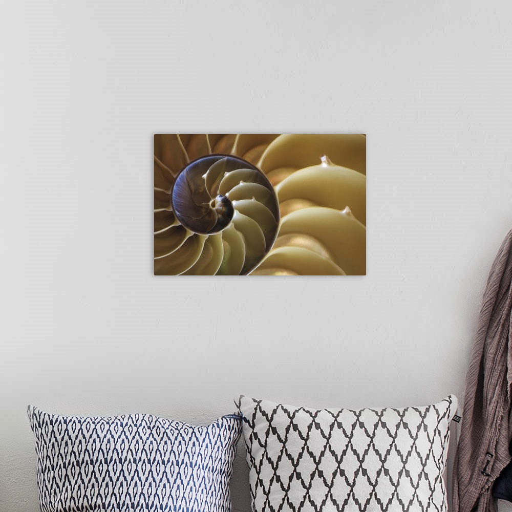 A bohemian room featuring USA, Georgia, Abstract of a nautilus shell.
