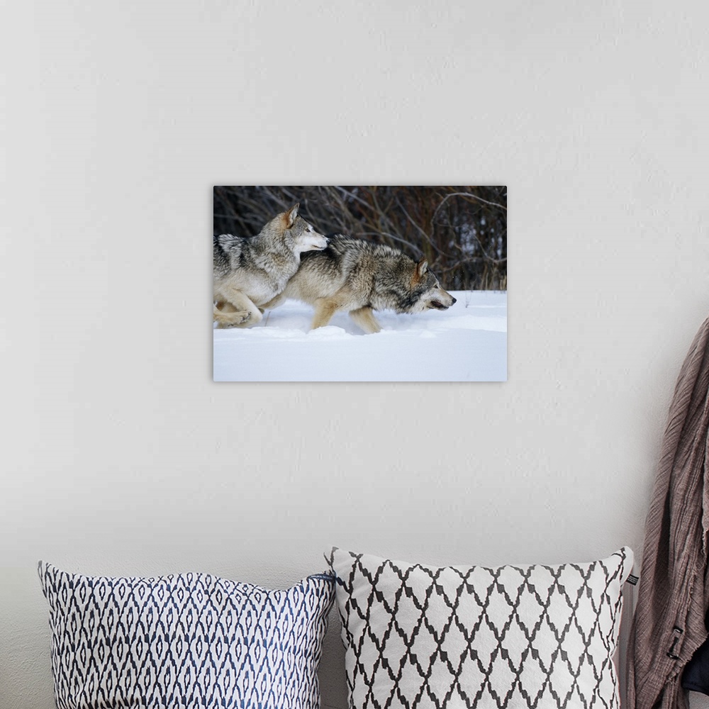 A bohemian room featuring Gray Wolves (Canis lupis) running in snow in winter, MT (Captive Animal)