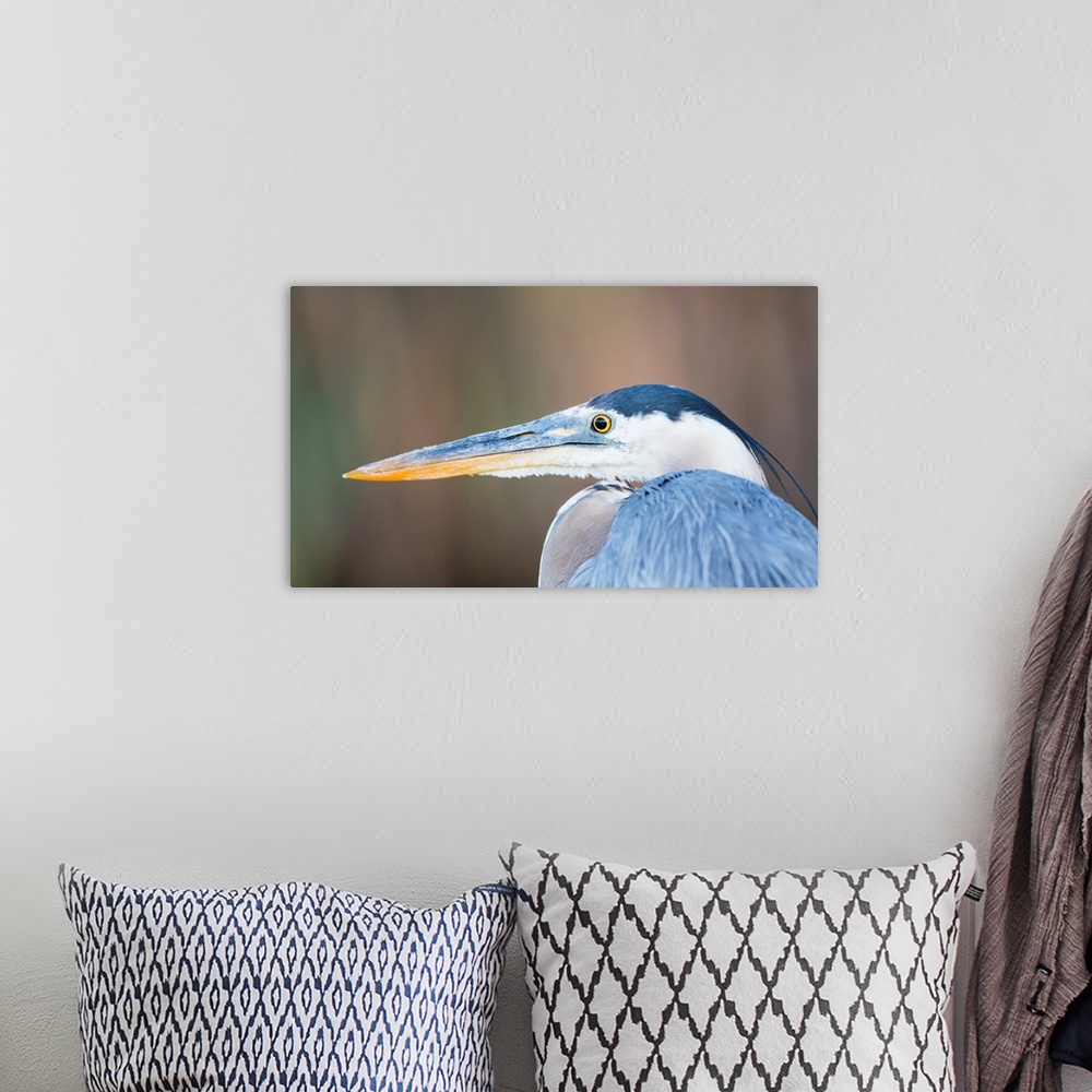 A bohemian room featuring USA, Wyoming, Sublette County, Pinedale, Great Blue Heron portrait taken in July 2015 on a wetlan...