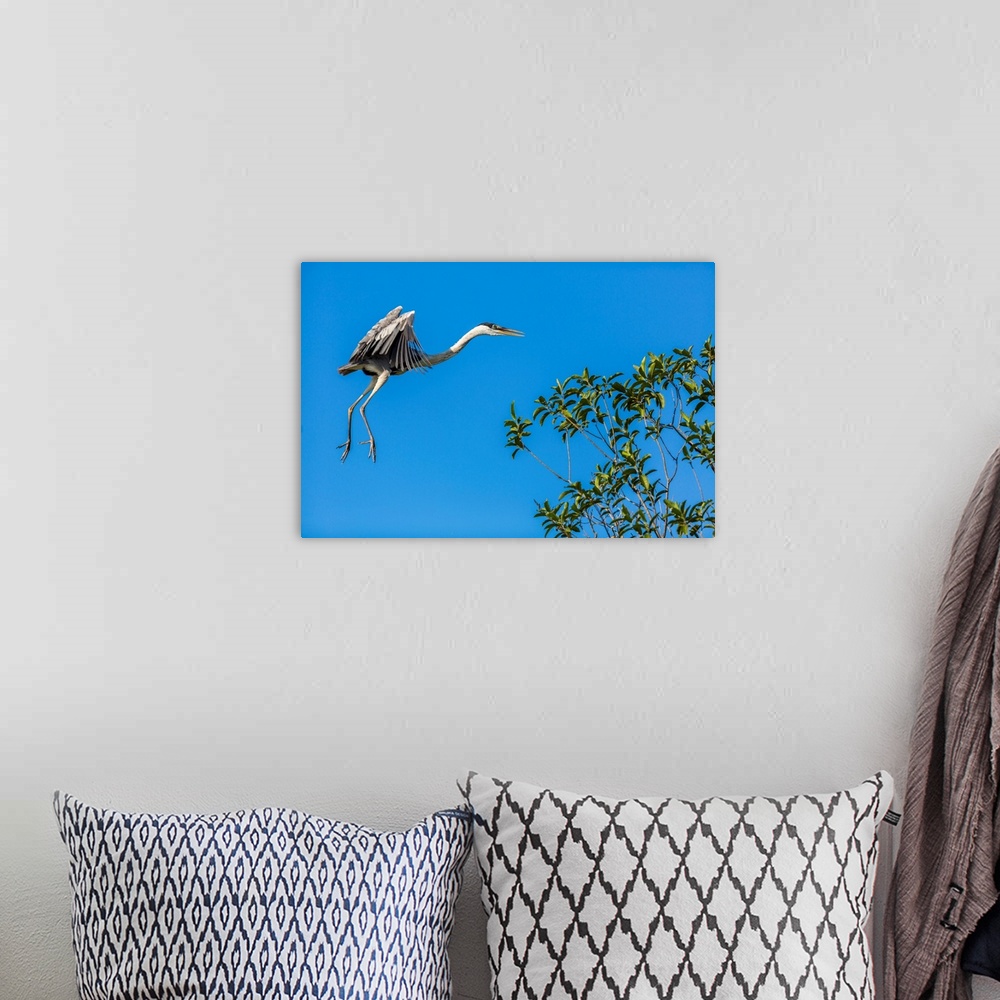A bohemian room featuring Great Blue Heron prepares to land on a tree over the Brazilian Pantanal with blue sky in the back...