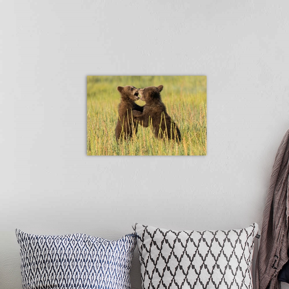A bohemian room featuring Grizzly bear cubs (ursus arctos) playfight in a meadow.