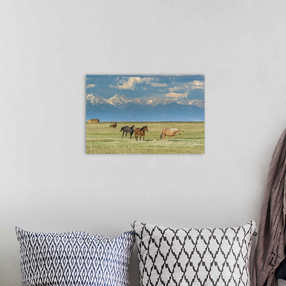 A bohemian room featuring Heard of horses in hayfield, San Luis Valley.