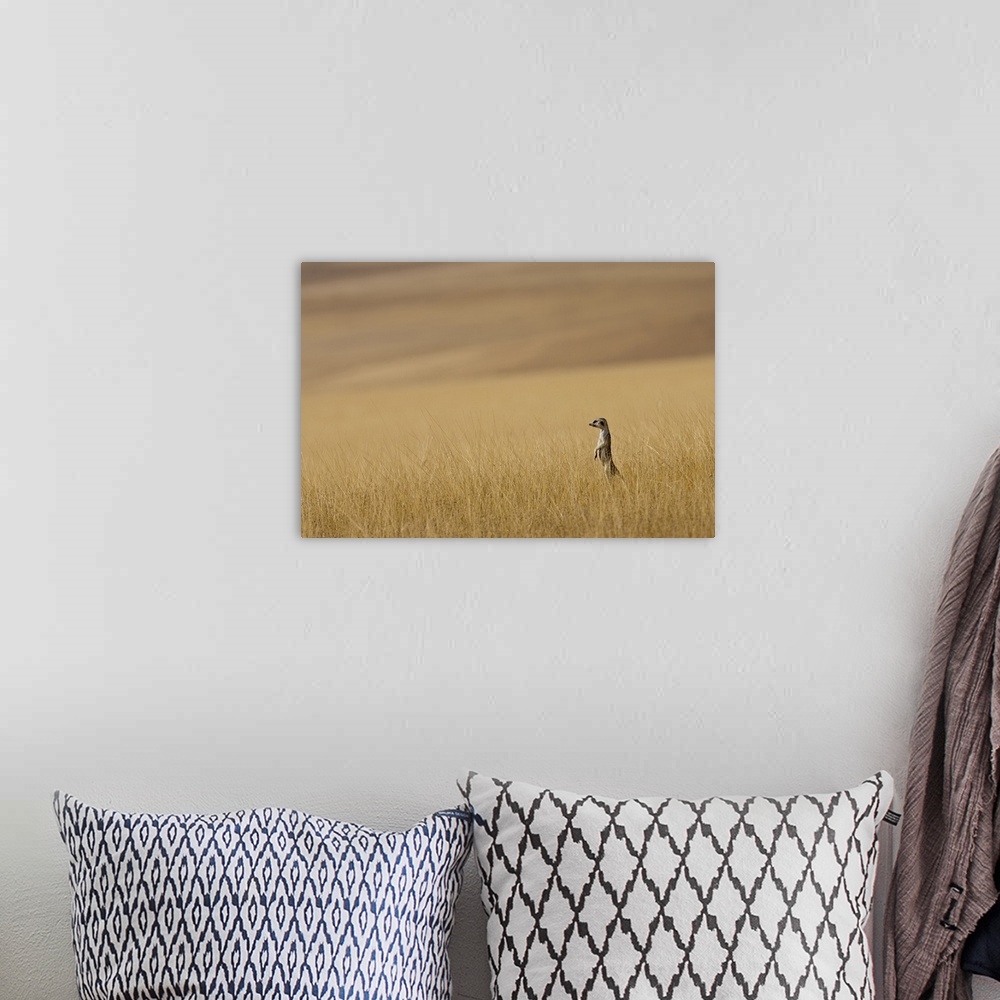 A bohemian room featuring Hoarusib Valley, Namibia. Africa. A Meerkat stands tall in the prairie grass.