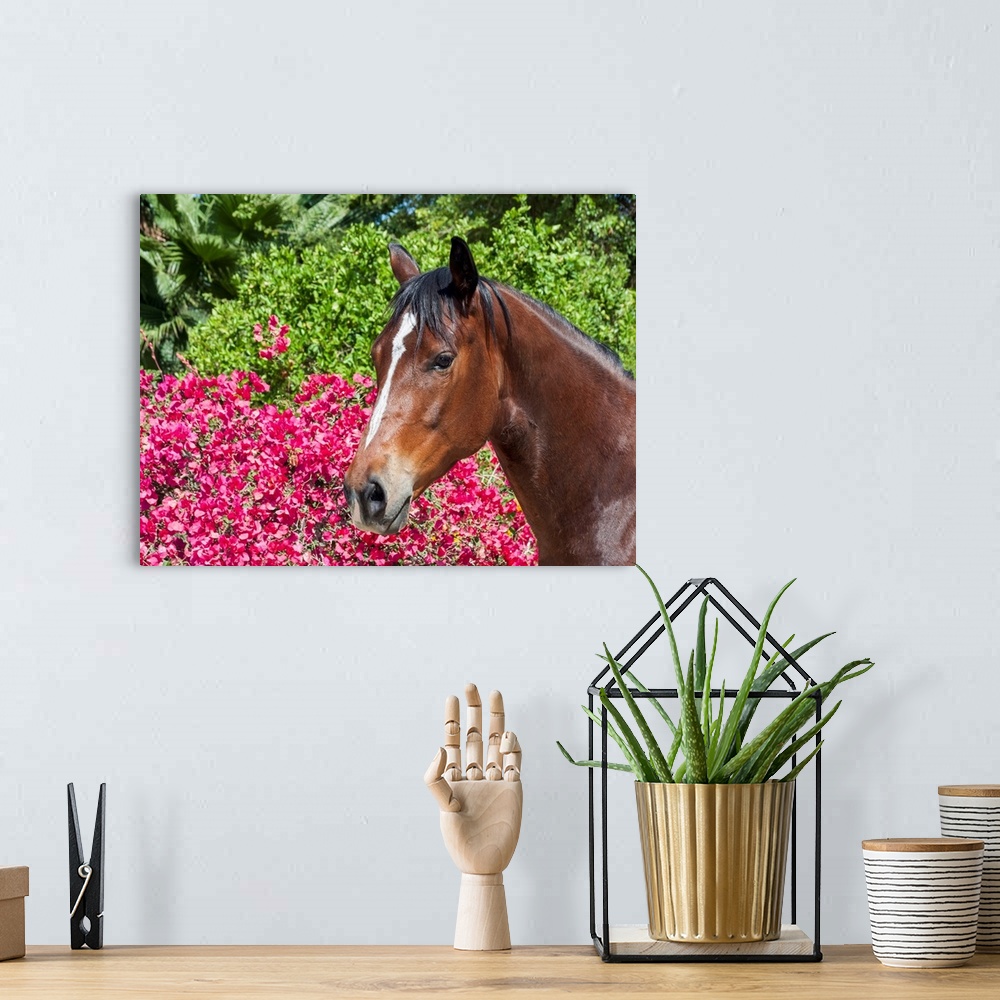 A bohemian room featuring Horse posing