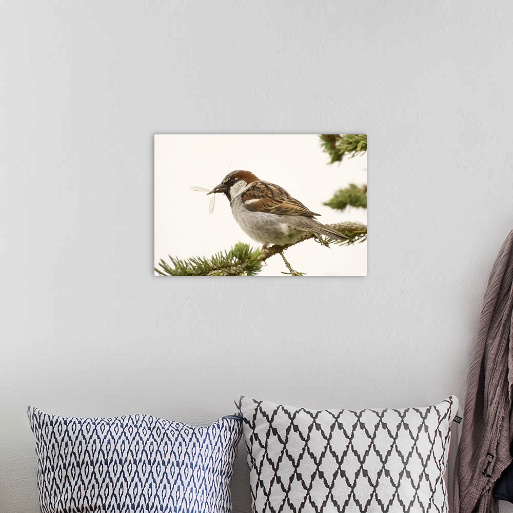 A bohemian room featuring George Reifel Migratory Bird Sanctuary, British Columbia, Canada. House sparrow sitting on a bran...