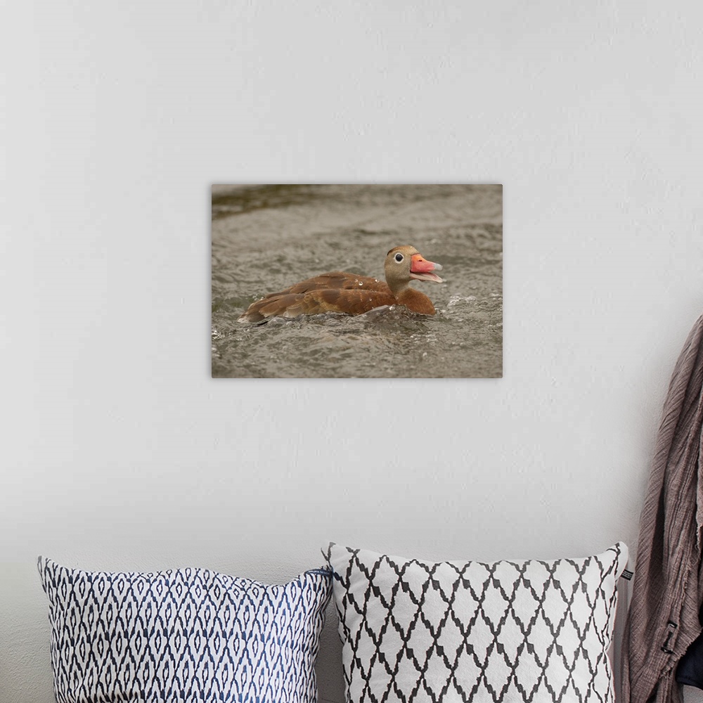 A bohemian room featuring USA, North America, Texas. Black-Bellied Whistling Duck (Dendrocygna Autumnalis) Swimming With An...