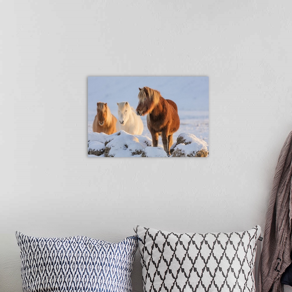A bohemian room featuring Icelandic horses in south Iceland.