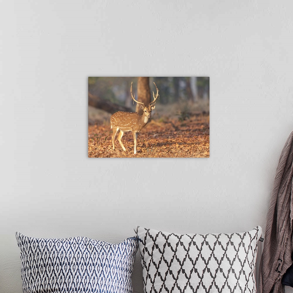 A bohemian room featuring India, Madhya Pradesh, Kanha National Park. Portrait of a spotted deer with the old velvet hangin...