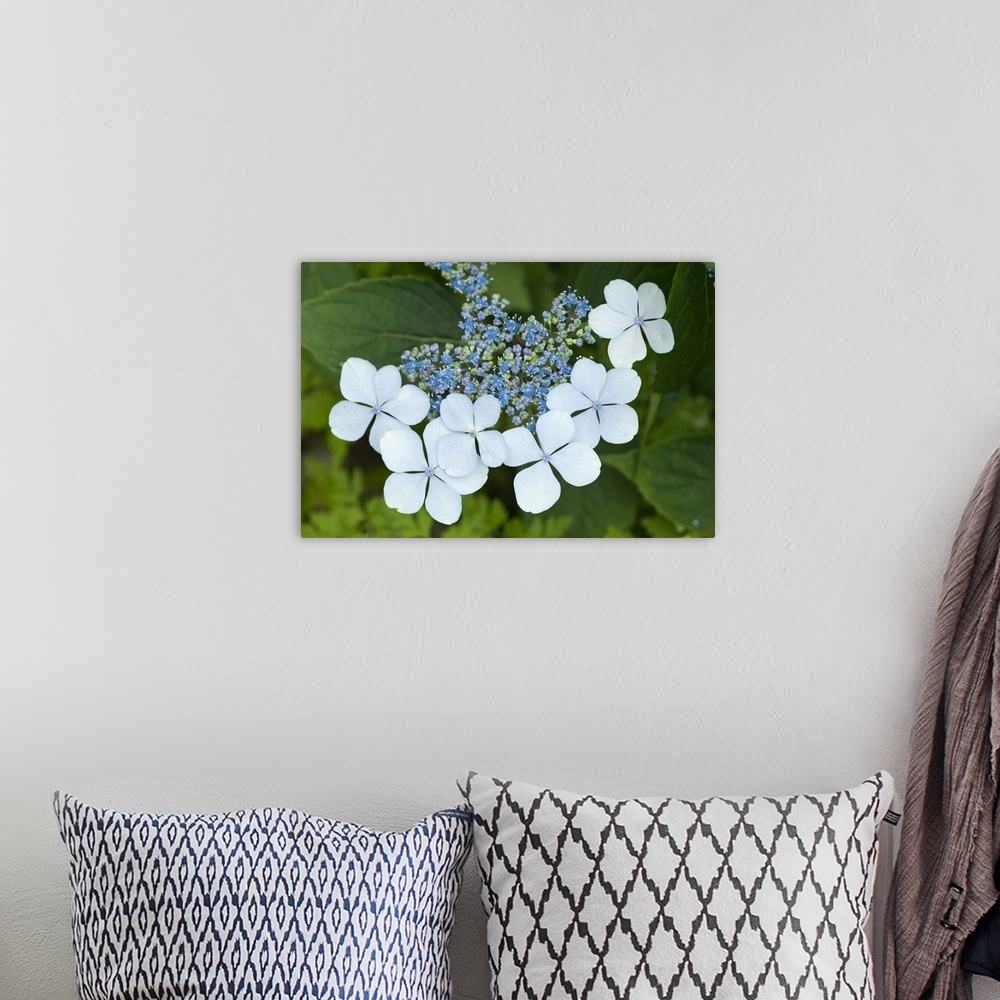 A bohemian room featuring Issaquah, Washington State, USA. Bluebird hydrangea shrub in bloom.