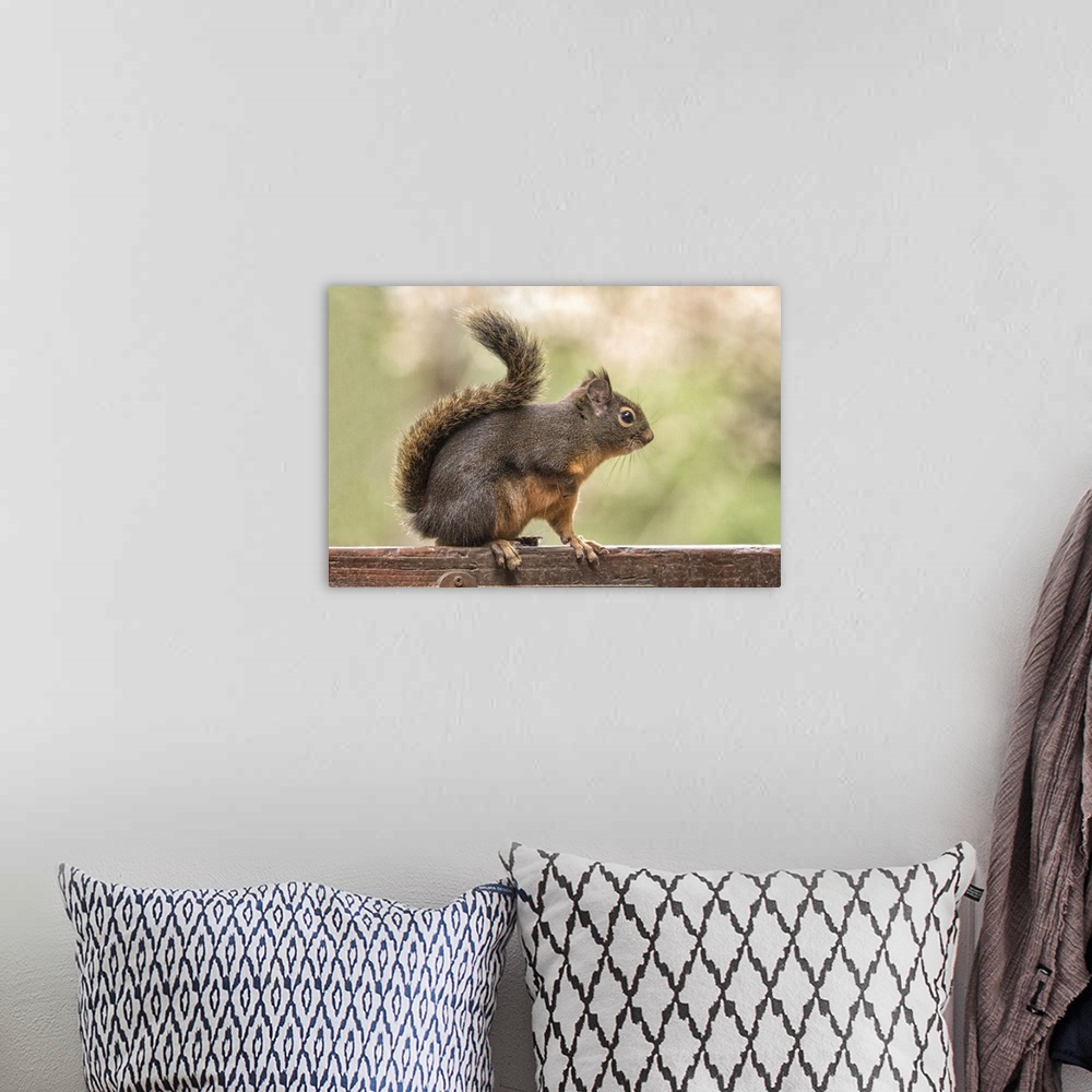 A bohemian room featuring Issaquah, Washington State, USA. Douglas squirrel resting on the back of a wooden bench.