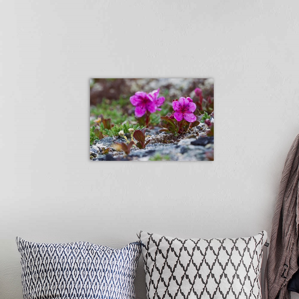A bohemian room featuring Kamchatka Rhododendron, Spring Rain.