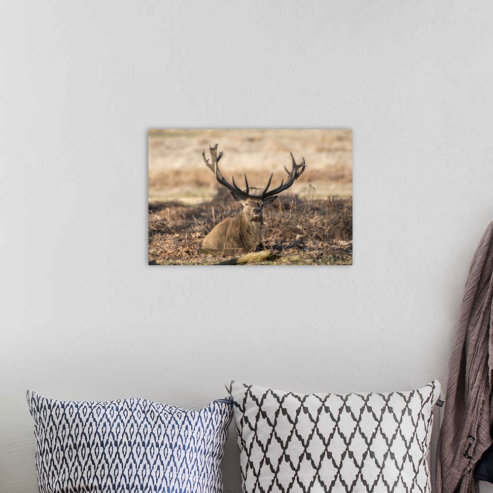 A bohemian room featuring The King's Deer (Red Deer) are native to the UK and can be found in old park reserves such as Ric...