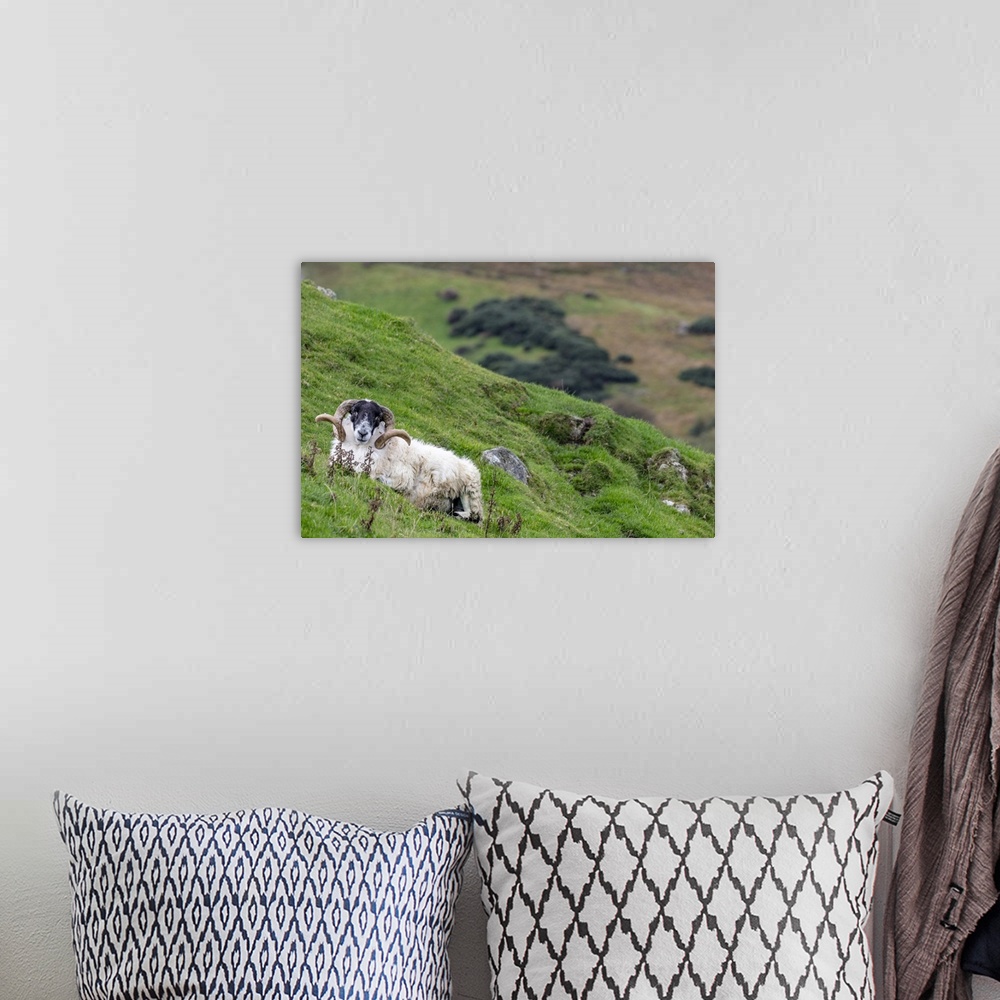 A bohemian room featuring Lanard blackface ram on the Fanad Peninsula, Ireland
