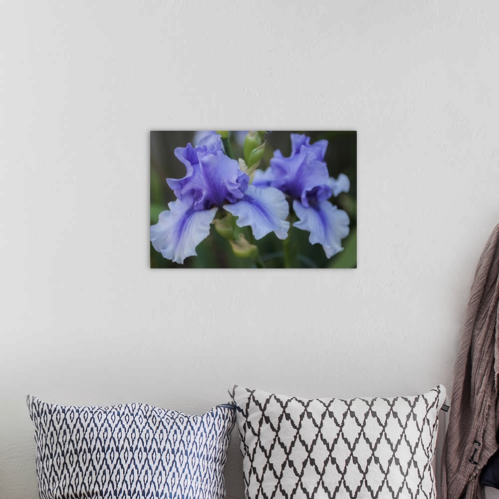 A bohemian room featuring Lavender iris