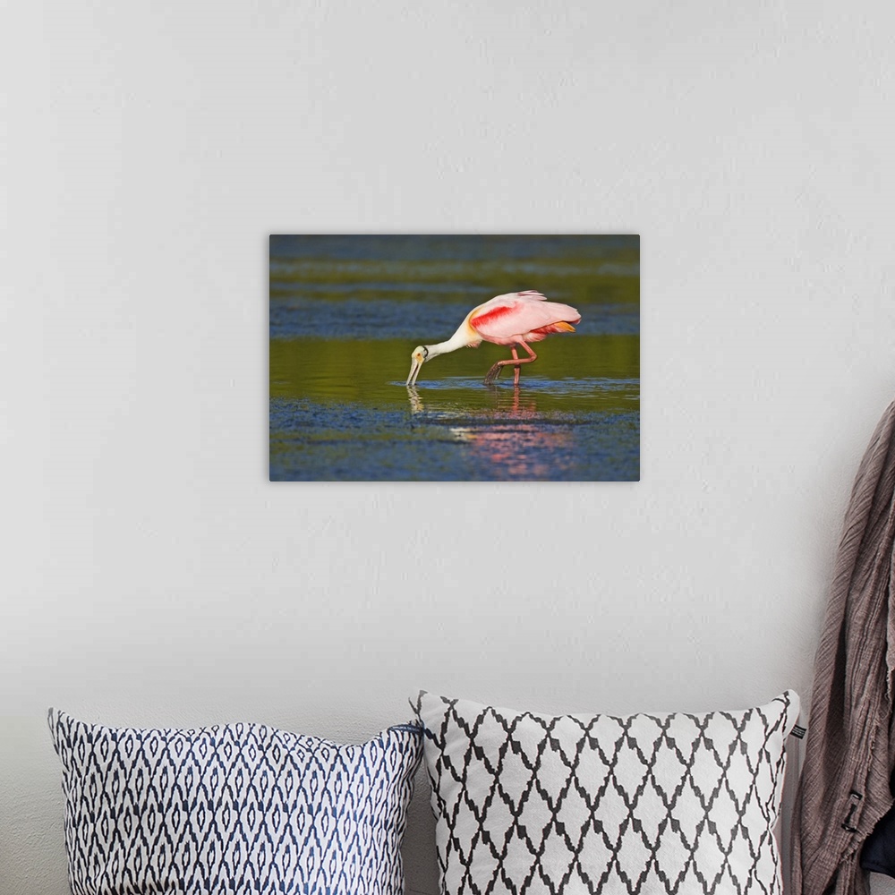 A bohemian room featuring USA, North America, Florida. Little Estero Lagoon In Fort Myers Beach, Roseate Spoonbill Feeding ...
