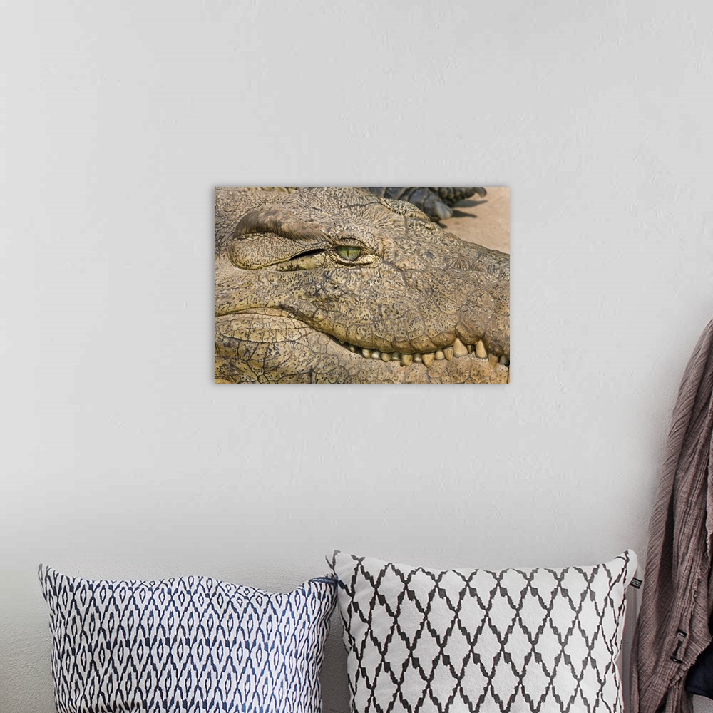 A bohemian room featuring Livingstone, Zambia. Extreme Close-up of a Crocodile face.