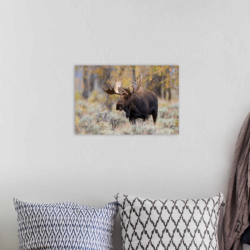 A bohemian room featuring Moose (Alces alces) bull in fall, Grand Teton National Park, WY