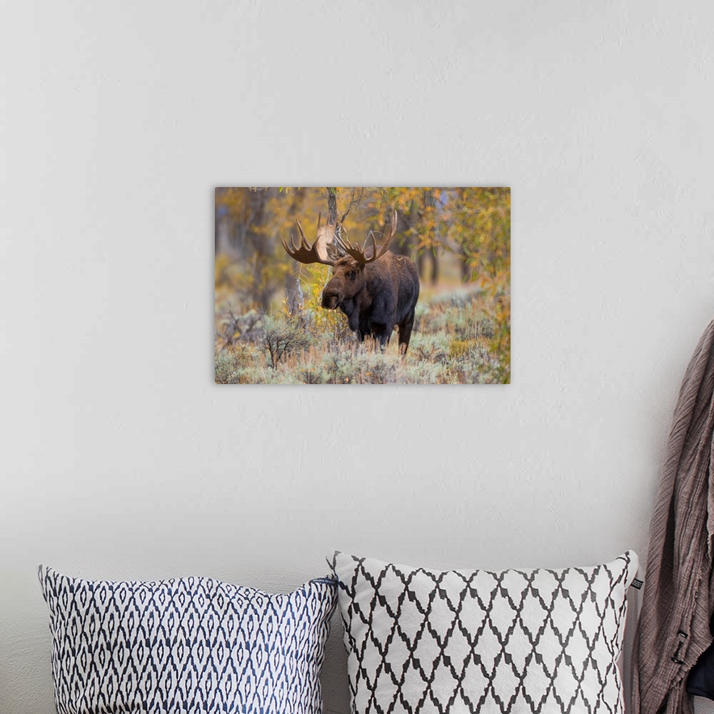 A bohemian room featuring Moose (Alces alces) bull in fall, Grand Teton National Park, WY