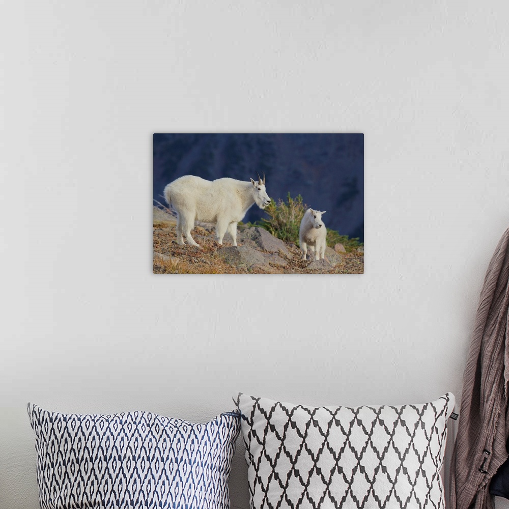 A bohemian room featuring Mountain Goat; Nanny with Kid