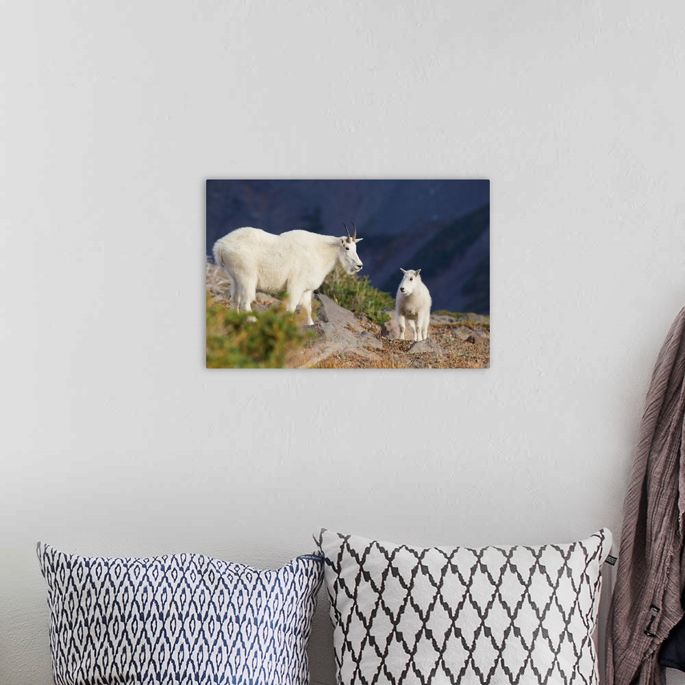 A bohemian room featuring Mountain Goats; Nanny and Kid