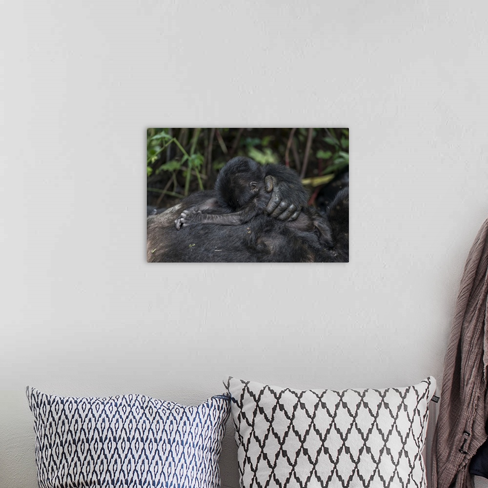 A bohemian room featuring Mountain gorilla (Gorilla beringei beringei) baby. Bwindi Impenetrable Forest. Uganda