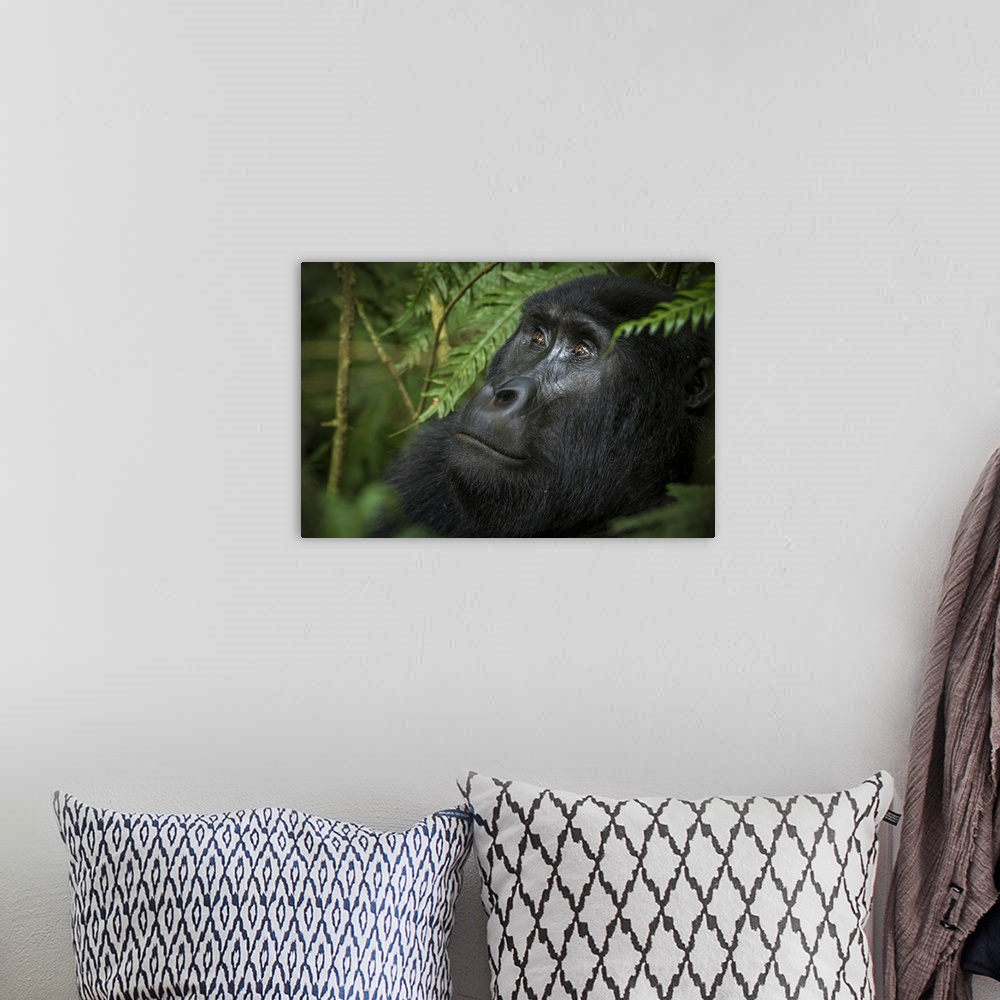 A bohemian room featuring Mountain gorilla (Gorilla beringei beringei). Bwindi Impenetrable Forest. Uganda