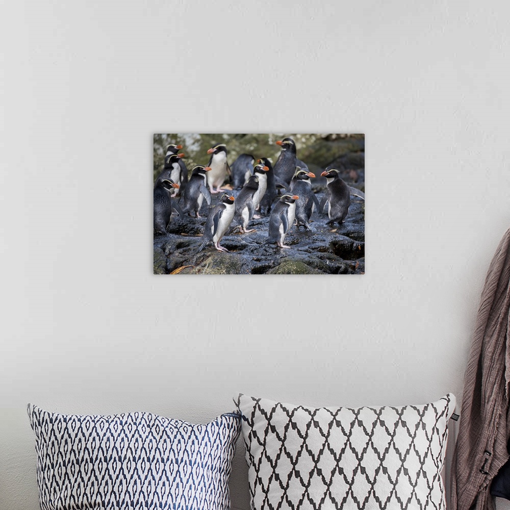 A bohemian room featuring New Zealand, Snares Islands (The Snares) aka Tini Heke. The rare endemic Snares crested penguin (...