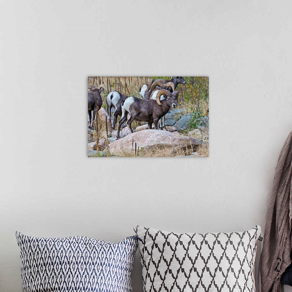 A bohemian room featuring North America, USA, Colorado, Drake, Grazing Group of Bighorned Sheep Rams