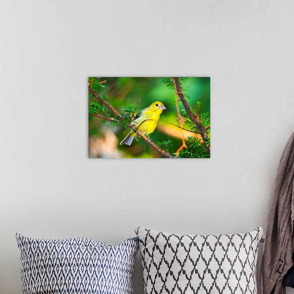 A bohemian room featuring North America, USA, Minnesota, Mendota Heights, Mohican Lane, American Goldfinch