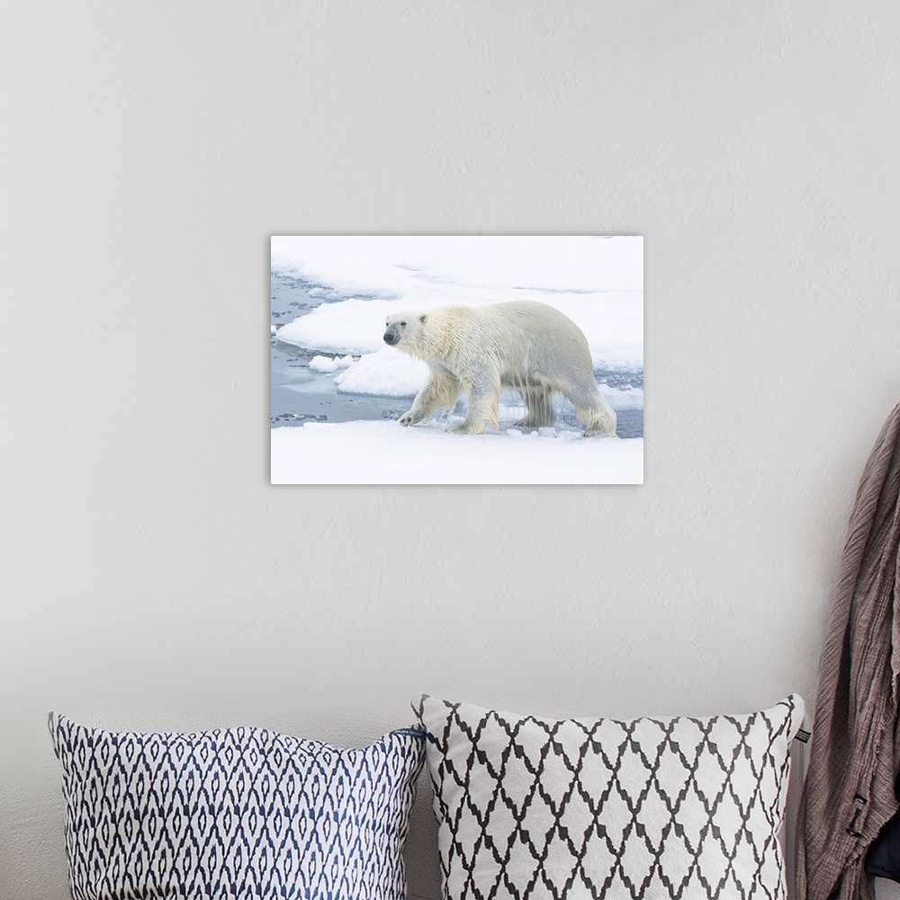 A bohemian room featuring North of Svalbard, pack ice. A polar bear emerges from the water.