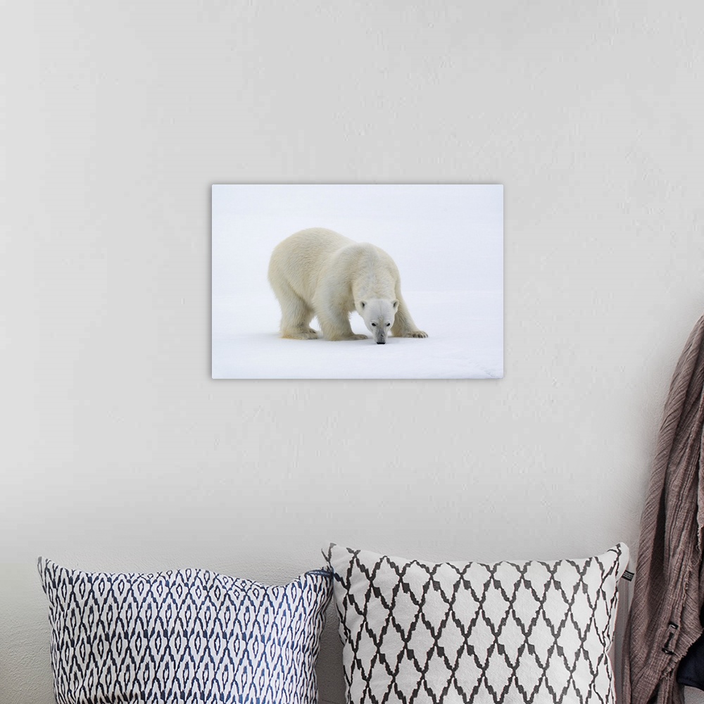 A bohemian room featuring North of Svalbard, pack ice. A portrait of a polar bear on a large slab of ice.