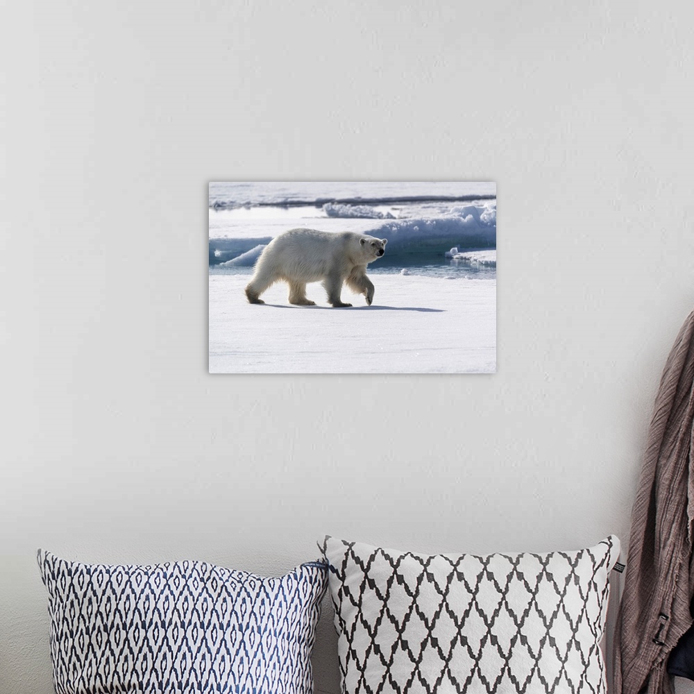 A bohemian room featuring North of Svalbard, pack ice. A portrait of an walking polar bear on the pack ice.