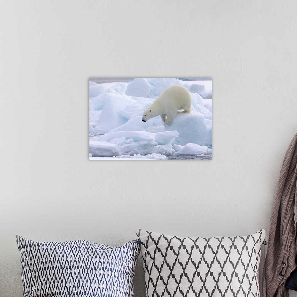 A bohemian room featuring North of Svalbard, pack ice. Portrait of a polar bear walking on the pack ice.