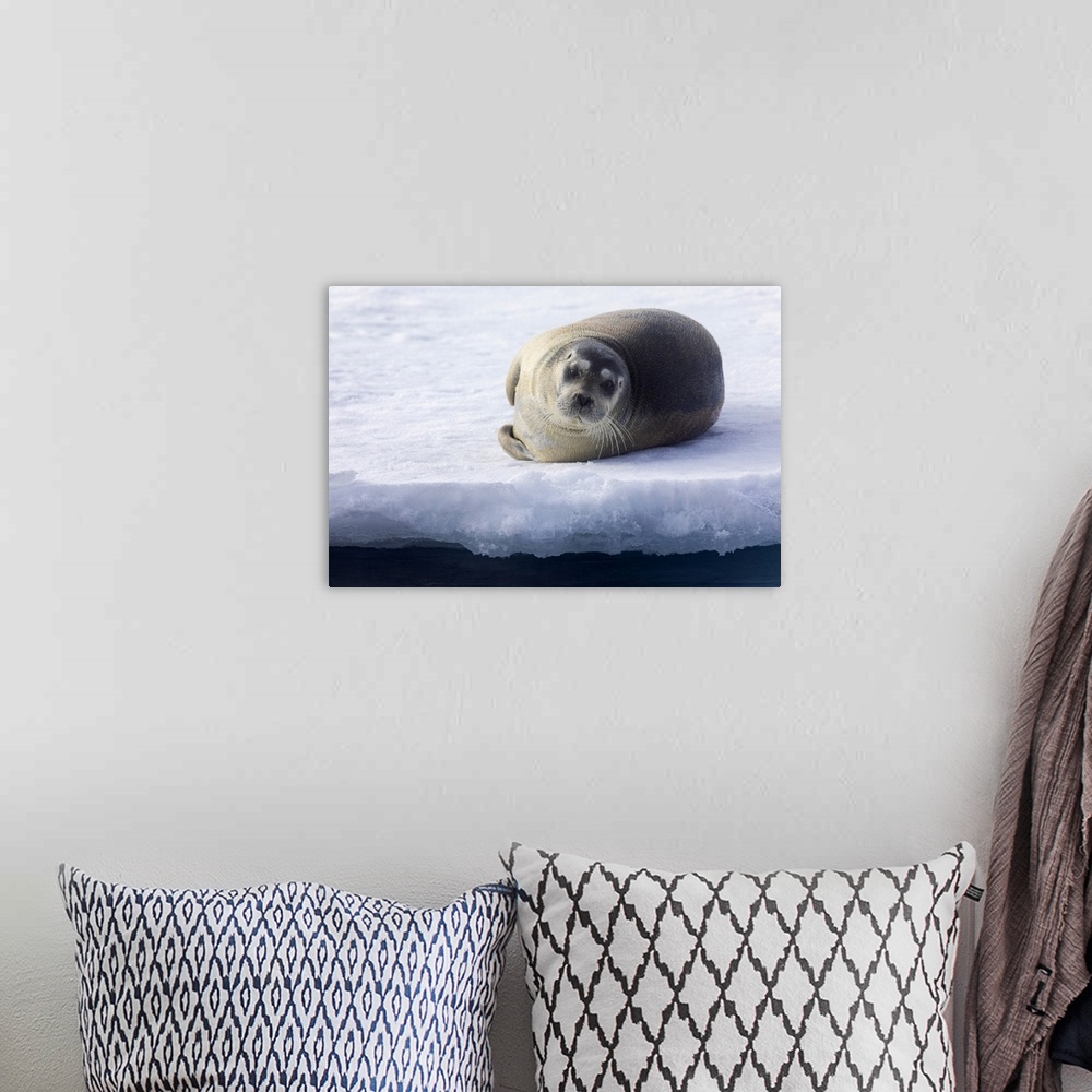 A bohemian room featuring North of Svalbard, the pack ice. A portrait of a young bearded seal hauled out on the pack ice.
