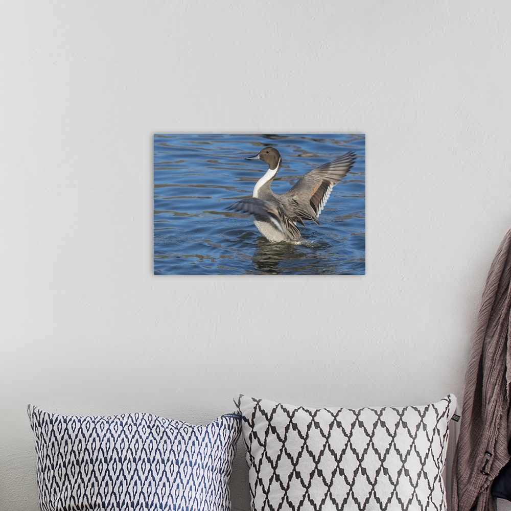 A bohemian room featuring The northern pintail is a duck with wide geographic distribution that breeds in the northern area...