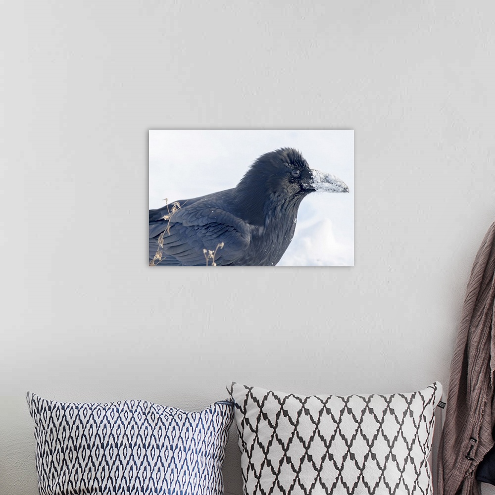 A bohemian room featuring The common raven (northern raven) is a large all-black passerine bird found across the Northern H...