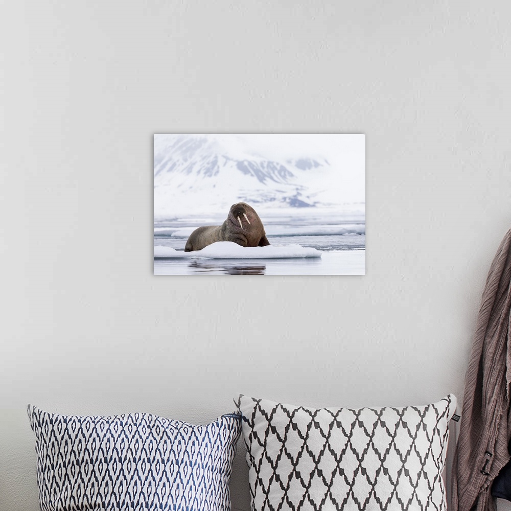 A bohemian room featuring Norway, Svalbard, pack ice, walrus (Odobenus rosmarus) on ice floes.