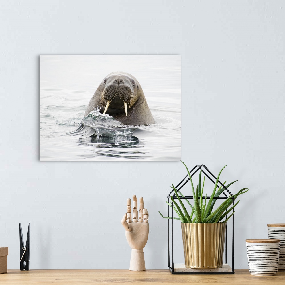 A bohemian room featuring Norway, Svalbard, walrus (Odobenus rosmarus) in water.