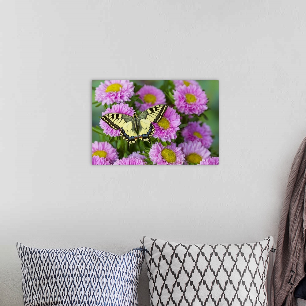 A bohemian room featuring Old world swallowtail butterfly, Papilio machaon, on pink mums.