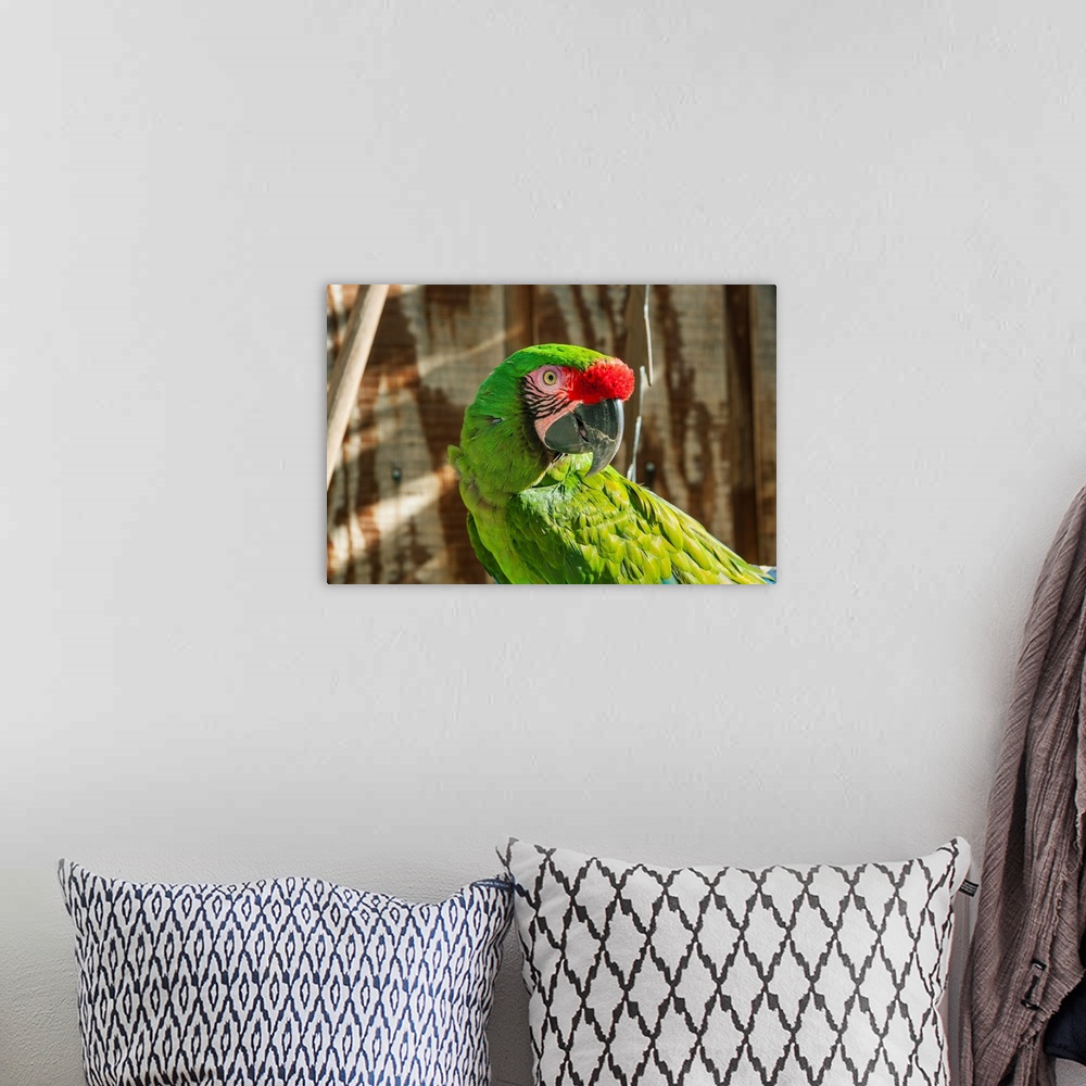 A bohemian room featuring Portrait of a Parrot