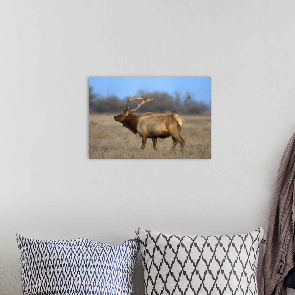 A bohemian room featuring Profile photo of a Male Elk (cervus canadensis).