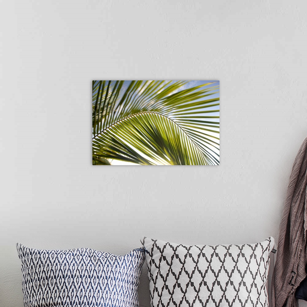 A bohemian room featuring United States, Puerto Rico, Vieques.  Palm fronds in motion.