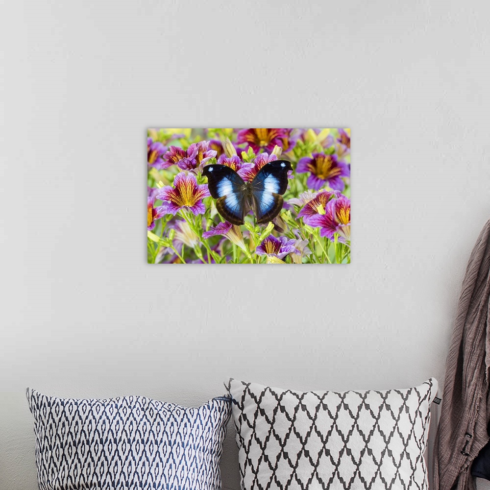 A bohemian room featuring Purple painted tongue flowers with tropical butterfly Napocles jucunda