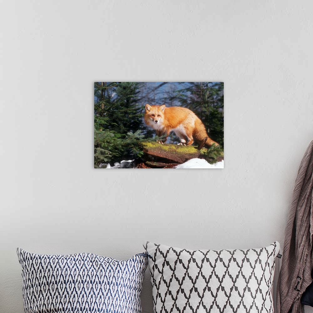 A bohemian room featuring Red Fox (vulpes vulpes) on a Log.