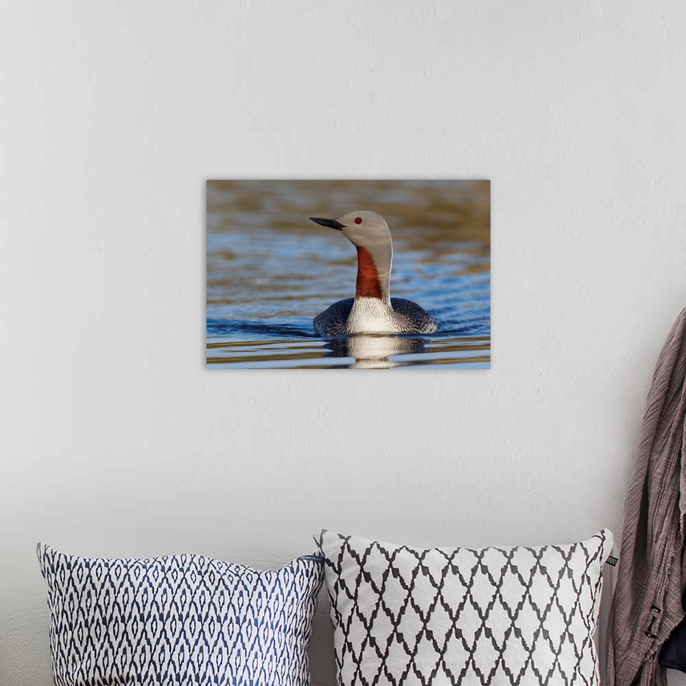 A bohemian room featuring Red-throated Loon.