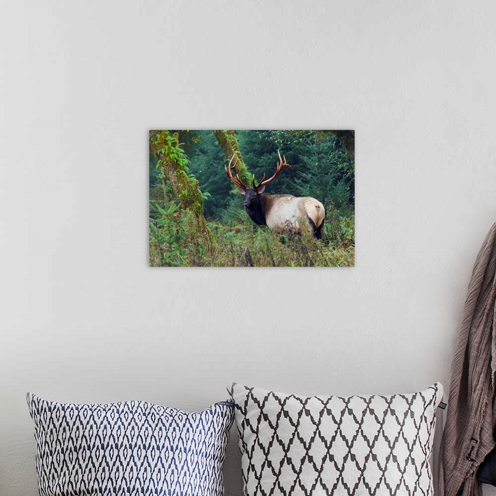 A bohemian room featuring Roosevelt Bull Elk; Hoh Rainforest