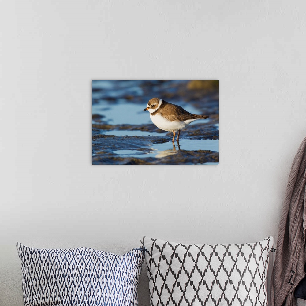 A bohemian room featuring Semipalmated Plover